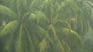 椰子树的绿枝在热带雨中随风摇摆视频素材模板下载