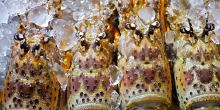新鲜的龙虾在冰上。亚洲街头小吃刺龙虾特写。