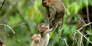 小猴子生活在泰国Khao yai国家公园的天然林里，慢镜头