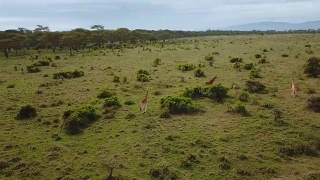 纳库鲁湖国家公园非洲大草原长颈鹿一家的鸟瞰图视频素材模板下载