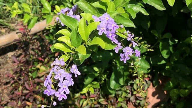 特写小白混紫罗兰花或紫堇花