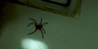 大蜘蛛在公寓房间的白色地板上奔跑。近距离观察地板上的蜘蛛。野生的蛛形纲动物的昆虫