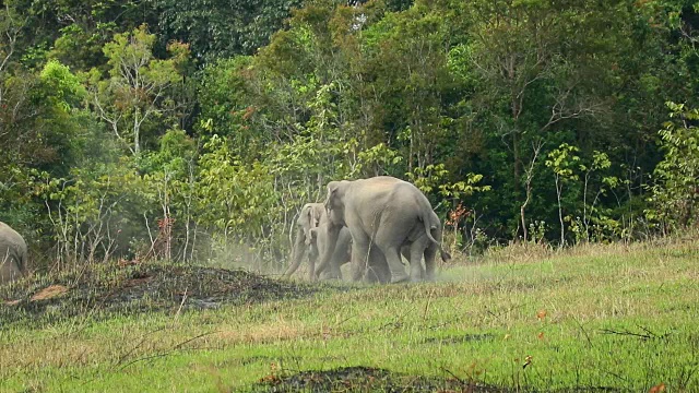 令人惊叹的亚洲象群，慢镜头