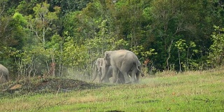 令人惊叹的亚洲象群，慢镜头