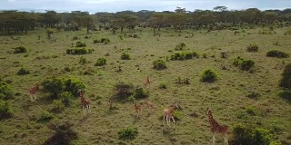 纳库鲁湖国家公园非洲大草原长颈鹿一家的鸟瞰图