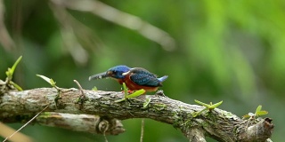 蓝耳翠鸟在雨中吃鱼的特写，慢镜头
