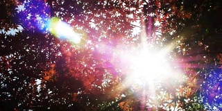 阳光透过郁郁葱葱的枫树叶子，冉冉升起的角度观赏森林里新鲜的树叶