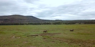 鸟瞰肯尼亚纳库鲁湖国家公园非洲大草原上的野生犀牛