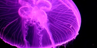 粉红色的水母内部。慢动作