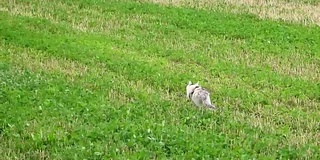 小白灰猫在田野上