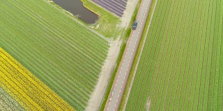 在荷兰利瑟，汽车在被郁金香包围的道路上行驶。