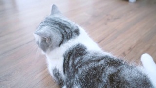 猫可爱，猫清洁视频素材模板下载