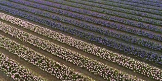 鸟瞰荷兰利塞库肯霍夫植物园一排排美丽的郁金香。
