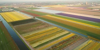 鸟瞰荷兰利塞的郁金香花丛。
