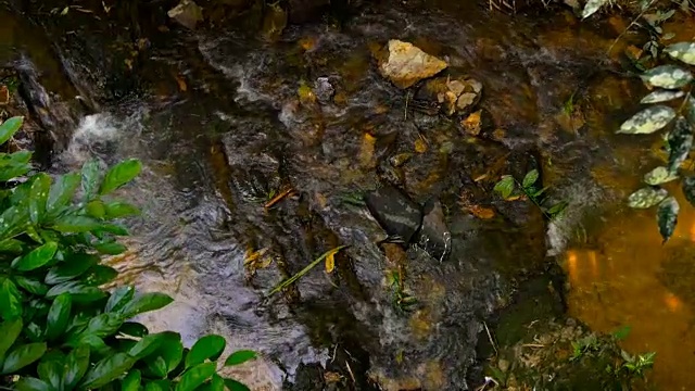 阳光森林里的水流