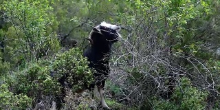 有角的山羊在科西嘉岛的山坡上吃东西