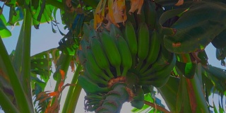 阳光穿过树上的香蕉