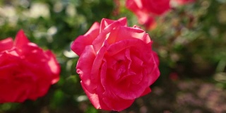 花园里美丽的红玫瑰。阳光灿烂的日子