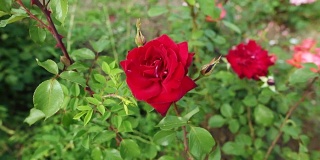 一位女士的手轻轻地触摸着花坛上的一朵红玫瑰