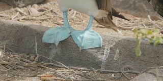 一个蓝脚鲣鸟的脚在伊斯帕诺拉岛的特写