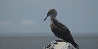 加拉戈斯群岛岩石上的蓝脚鲣鸟