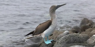 加拉戈斯群岛的蓝脚鲣鸟在灰狼岛上挠着头