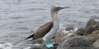 在加拉帕戈斯群岛lobos岛的岩石海岸上的蓝脚鲣鸟