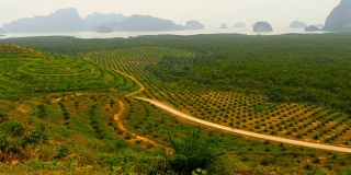 从上面可以看到成行的油棕榈种植园。热带景观。
