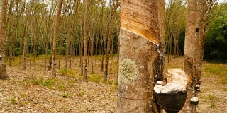从橡胶树中提取天然乳胶的种植园。