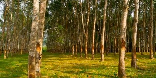 从橡胶树中提取天然乳胶的种植园。