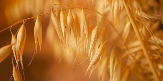 特写的静物耳朵作为背景。干燥的金色谷物穗的芳香。