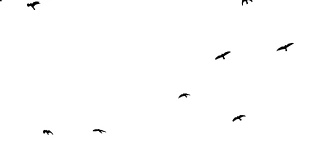 黑色乌鸦在头顶上飞行，色度键镜头白色背景