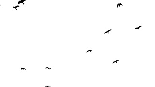 黑色乌鸦在头顶上飞行，色度键镜头白色背景视频素材模板下载