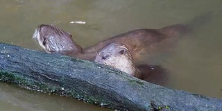 水獭在池塘的一根圆木附近捕猎和吃鱼