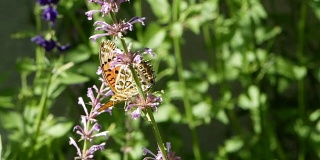 橙蝶或豹斑蝶在花上，飞出花在花园的早晨
