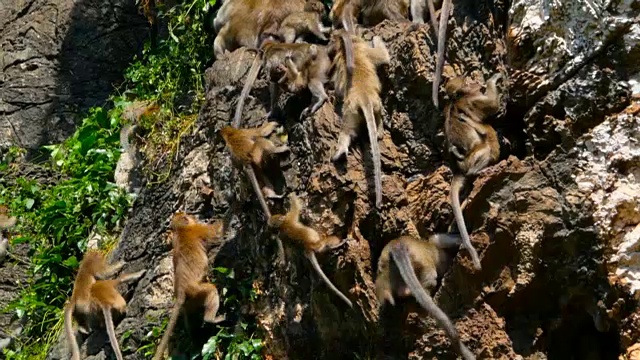 The family of monkeys cimbs on a sheer rock among the greenery and roots