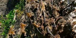 The family of monkeys cimbs on a sheer rock among the greenery and roots