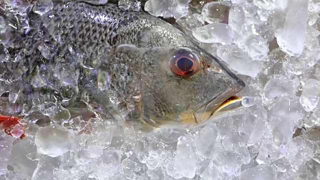 豪华海鲜餐厅的活菜单上，银色的冰鲜鱼躺在冰上