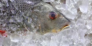 豪华海鲜餐厅的活菜单上，银色的冰鲜鱼躺在冰上
