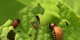 Leptinotarsa decemlinata的幼虫吃马铃薯叶。马铃薯的严重害虫。科罗拉多马铃薯条纹甲虫的幼虫