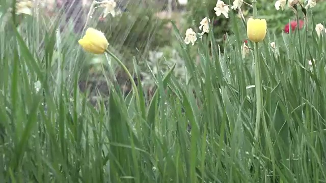 花和草在雨中