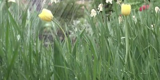 花和草在雨中