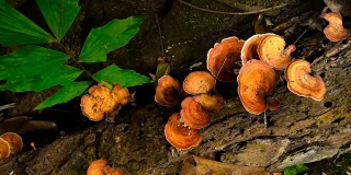 橙色灵芝蘑菇生长在雨林的一棵树上