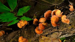 橙色灵芝蘑菇生长在雨林的一棵树上视频素材模板下载