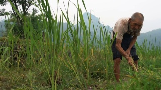 站在稻田边的中国老农视频素材模板下载