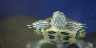 水族馆里的红腹龟