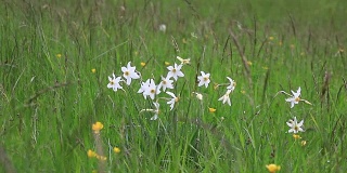 背景诗人的水仙或粉红百合在春天的草地上，水仙