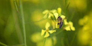 蜜蜂从芥菜花蜜中采集花蜜的慢动作。