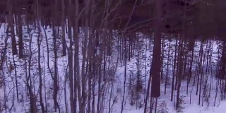 爬过冬天的森林