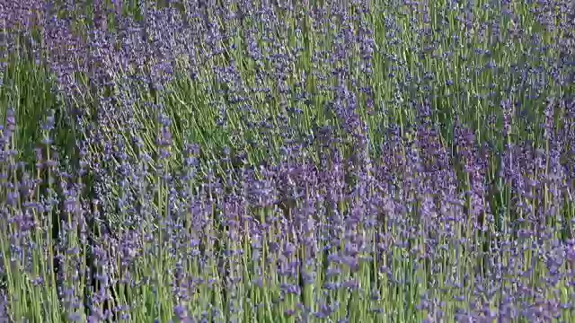 鼠尾草花